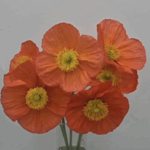 Poppies